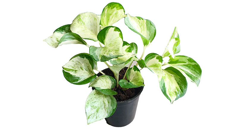 distinguish-Manjula-Pothos-from-other-various-pothos