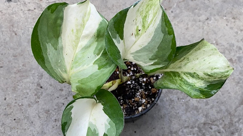 light-requirement-of-Manjula-Pothos