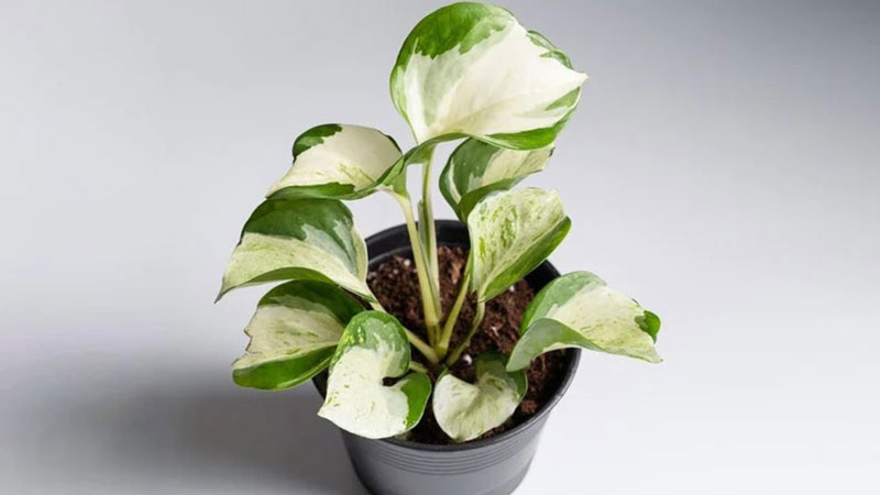 Temperature-and-Humidity-care-for-Manjula-Pothos