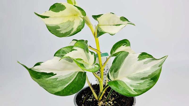 Common-Pests-of-Manjula-Pothos
