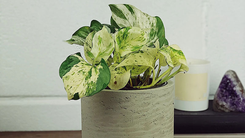 Pot-and-Repot-Manjula-Pothos