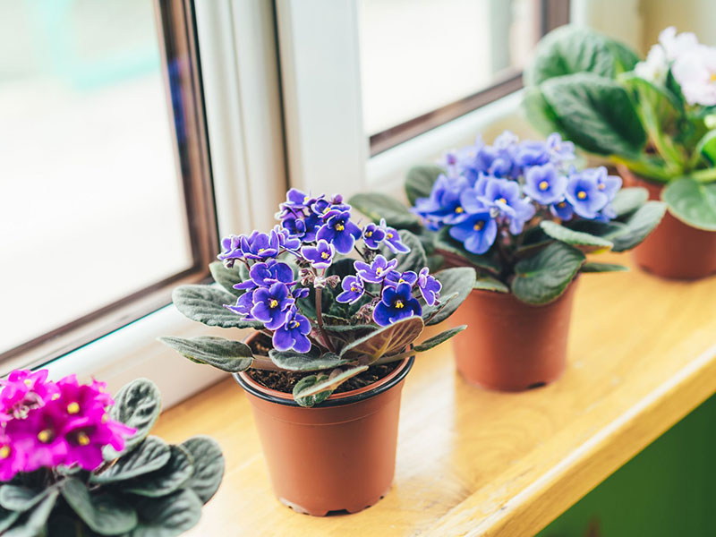 Repotting Afican Violets properly is important