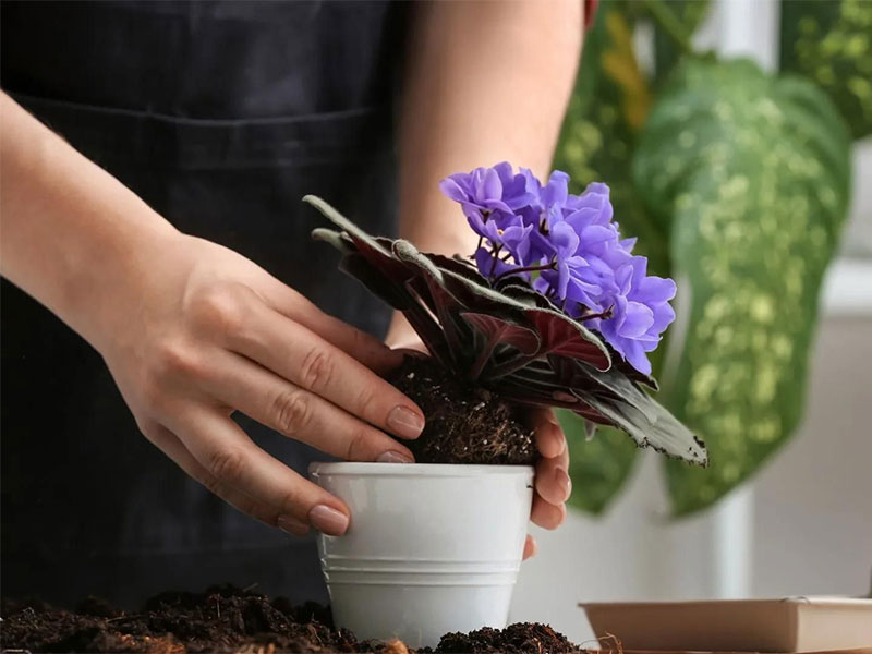 If your African Violet grows slow, you should repot it