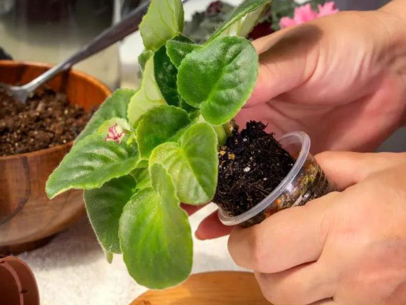 When to repot african violets