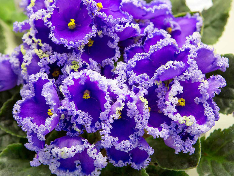 You need to split your african violet if your plant is too big