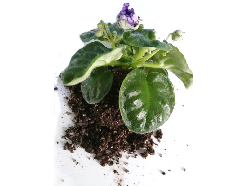 When your African violet fails to bloom, you consider repotting it.