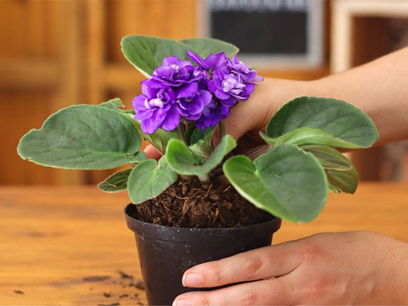 
When repotting, you ought to add drainage holes to the pot
