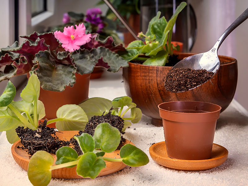 You need to repot African Violet if you plant has palm leaves