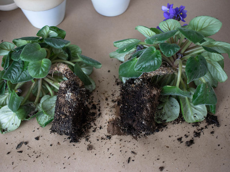 You should prepare carefully before repotting african violet