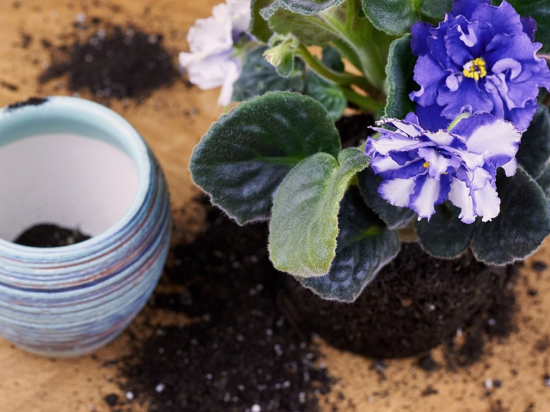 How to repot african violet if the plant has long neck