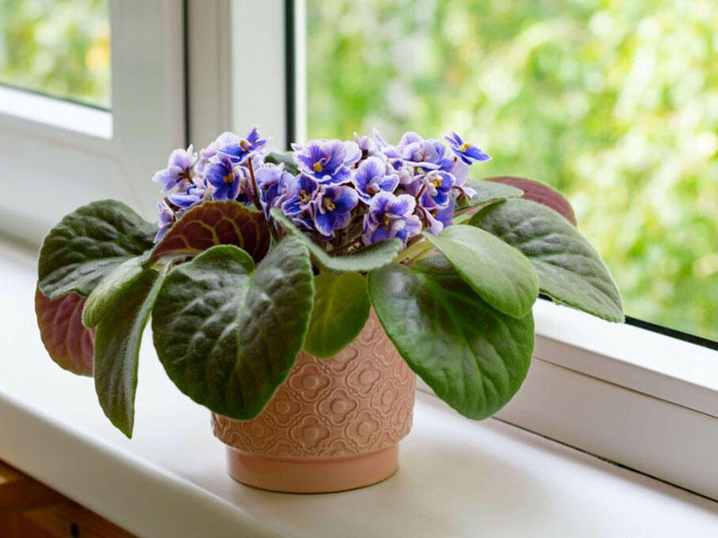 After repotting African Violets, You should water it