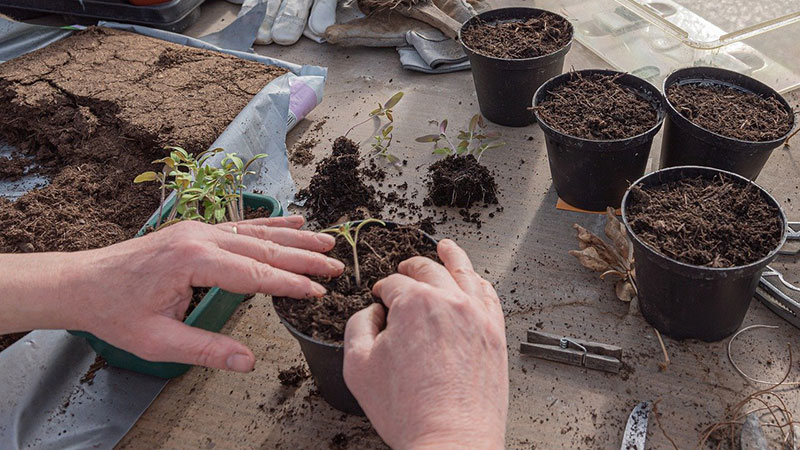 the-role-of-best-potting-soil-for-indoor-plant