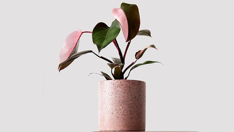 the-origin-of-Pink-Princess-Philodendron