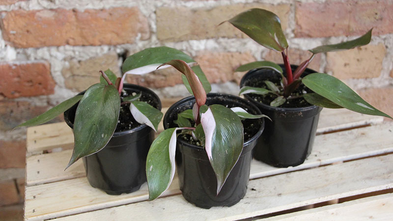 Repotting-Pink-Princess-Philodendron