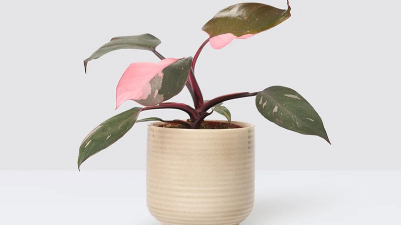 Investing-in-seeds-to-grow-Pink-Princess- Philodendron-may- not-be-worthwhile