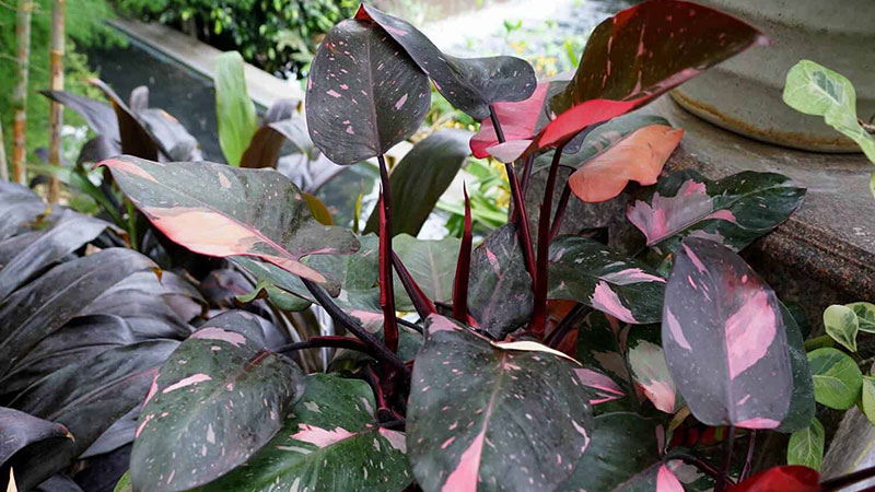 buy-Pink-Princess-Philodendron