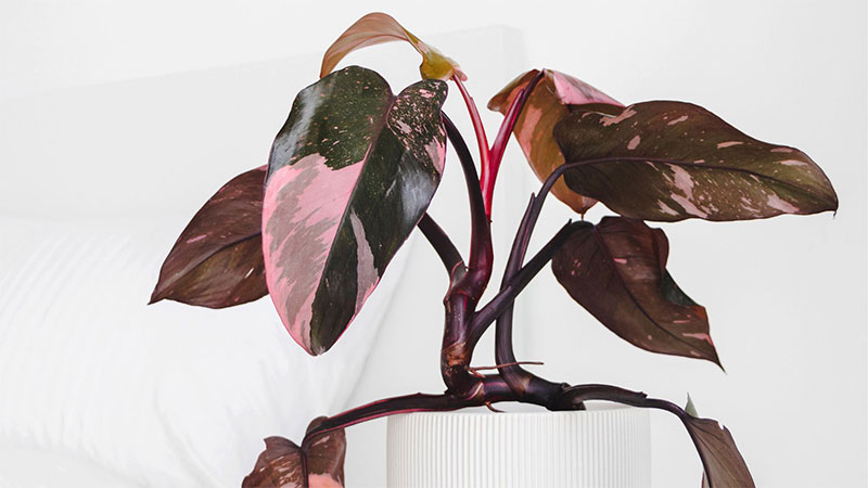 Leaves-of-Pink- Princess-Philodendron-Are-Turning-brown
