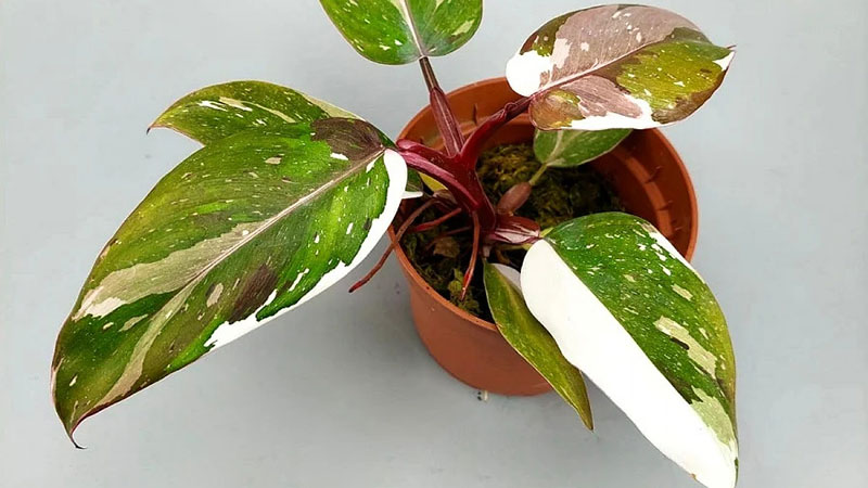 Philodendron-White- Anderson