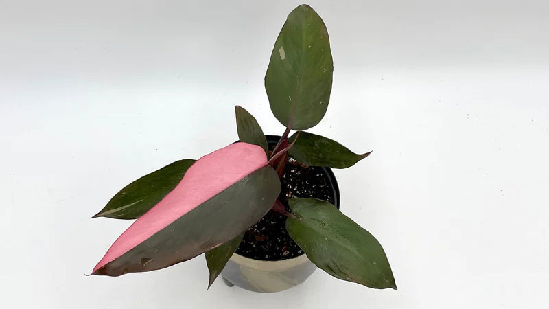 Pink-Princess-Philodendron-Care