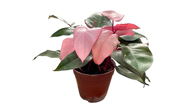 Pink-Princess-Philodendron-is-beautiful