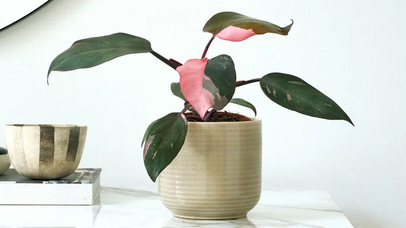 Pruning-Pink-Princess-Philodendron-is-important