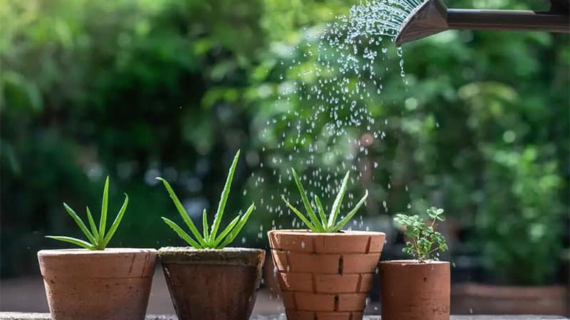 Flowering Aloe Vera affects its water requirements