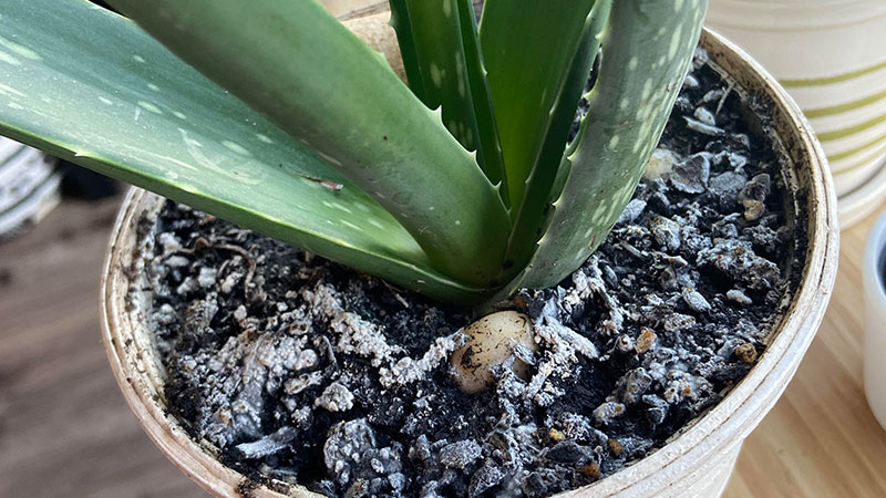 Mold in the soil is a sign that your Aloe Vera is overwatered