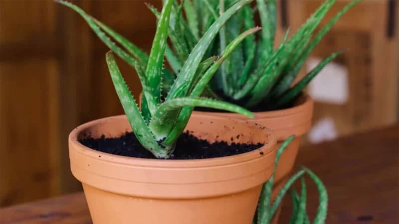 
Temperature affects the frequency of watering Aloe Vera