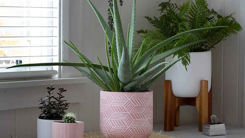 The pot partially influences the water requirements of Aloe Vera