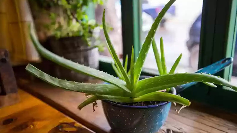 
Observing leaves to determine when your Aloe Vera needs water