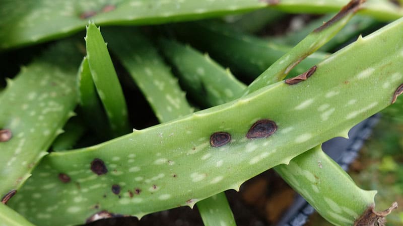 
If your Aloe Vera has edema, it probably is overwatered