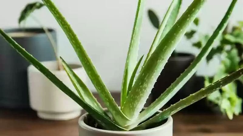 Choosing the right type of water for your Aloe Vera is important