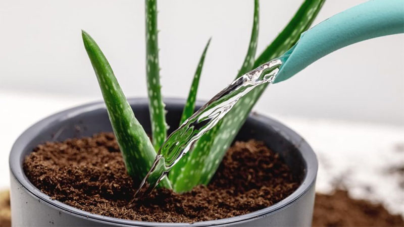 Watering Aloe Vera from the bottom