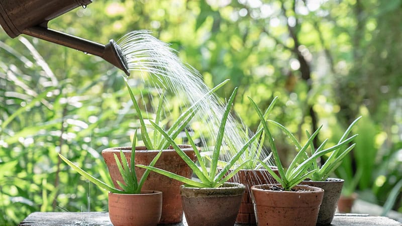 Watering Aloe Vera in the right way and at the right time