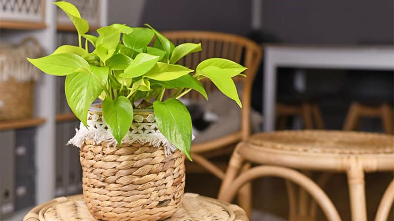 light-is-important-for-pothos-to-grow