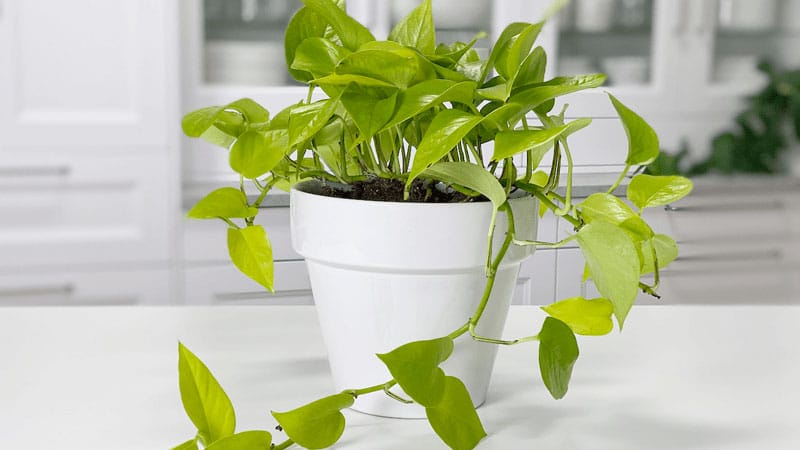 adjusting-how-much-light-pothos-receives