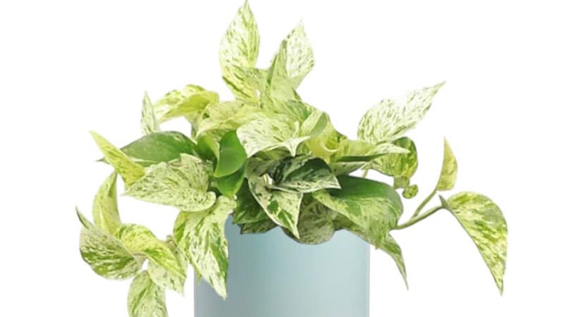 how-much-light-does-pothos-need