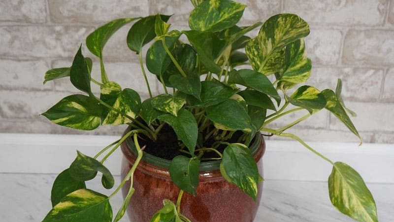 direct-light-and-indirect-light-for-pothos