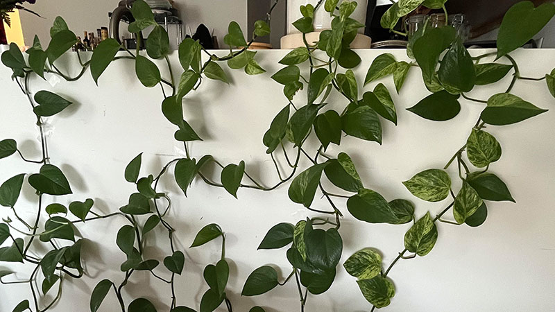 leggy-is-sign-that-pothos-is-lack-of-light