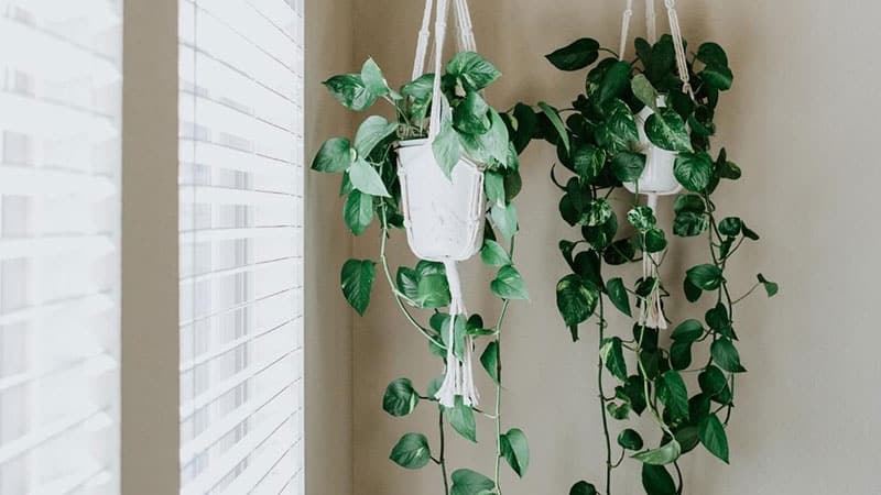 determining-where-to-place-pothos