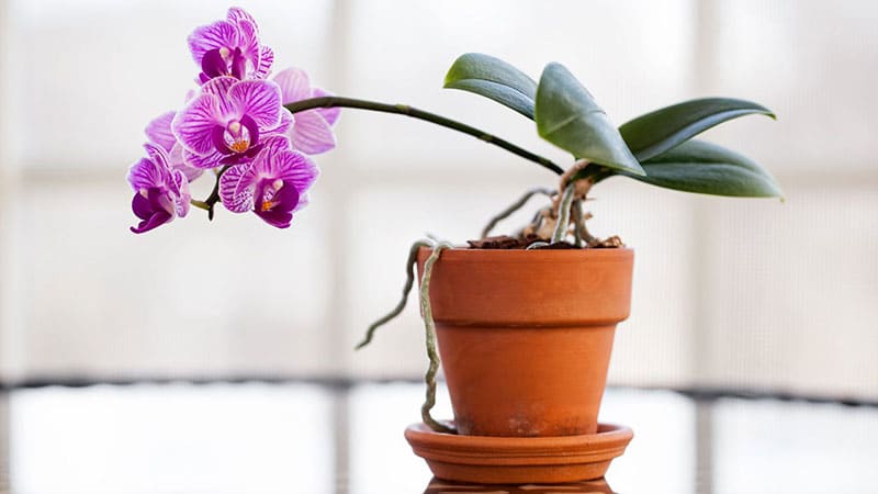 the-balanced-orchid-fertilizer