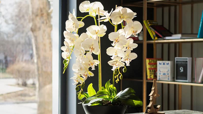 you-should-find-the-proper-fertilizer-for-your-orchid