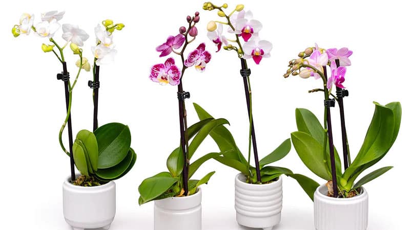 when-to-fertilize-orchids