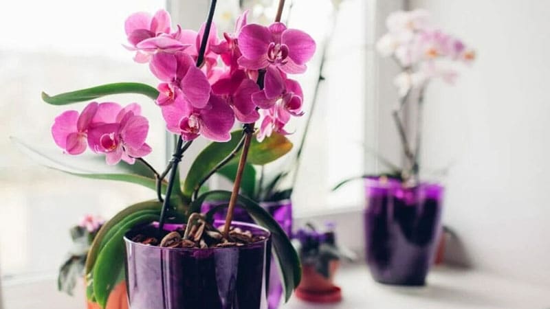 How-to-fertilize-orchid-properly