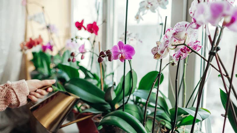 when-and-how-to-fertilizer-orchids-properly