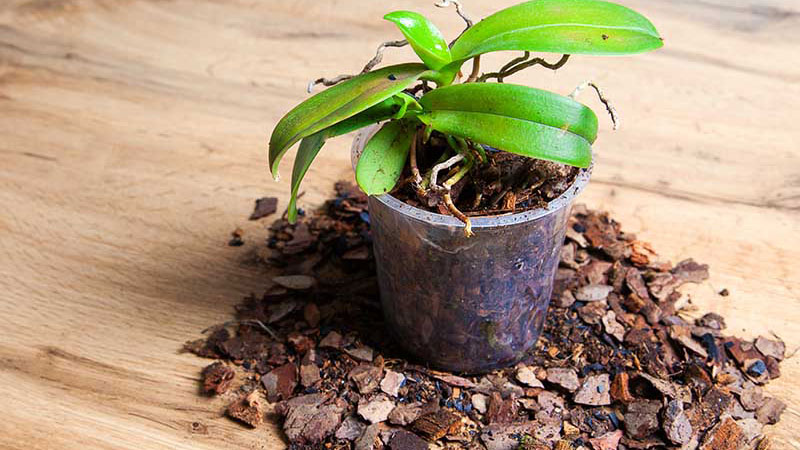 Potting soil plays an important role for orchid