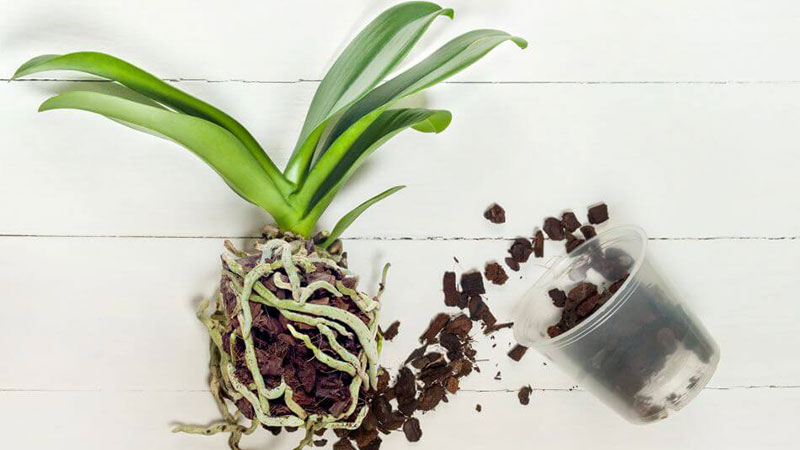 how to choose best potting soil for orchids