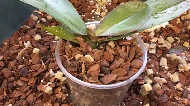 select best orchid potting soil