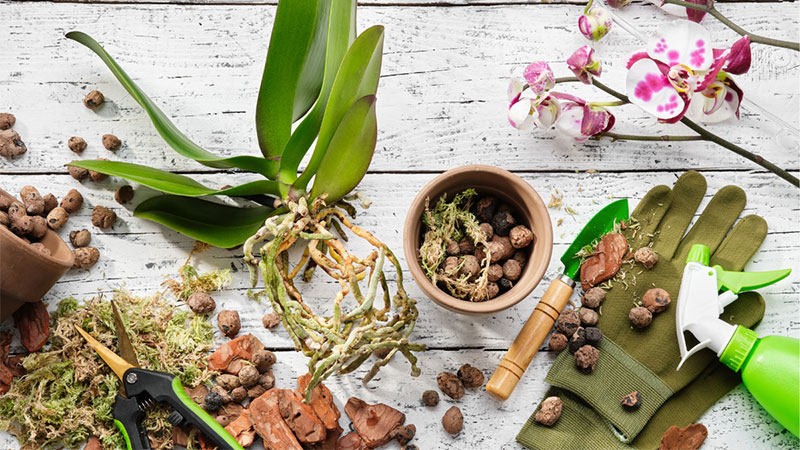 Choose best potting soil for orchids to grow and bloom