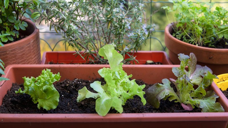 Ingredients-In-Potting- Soil-for-Vegetables